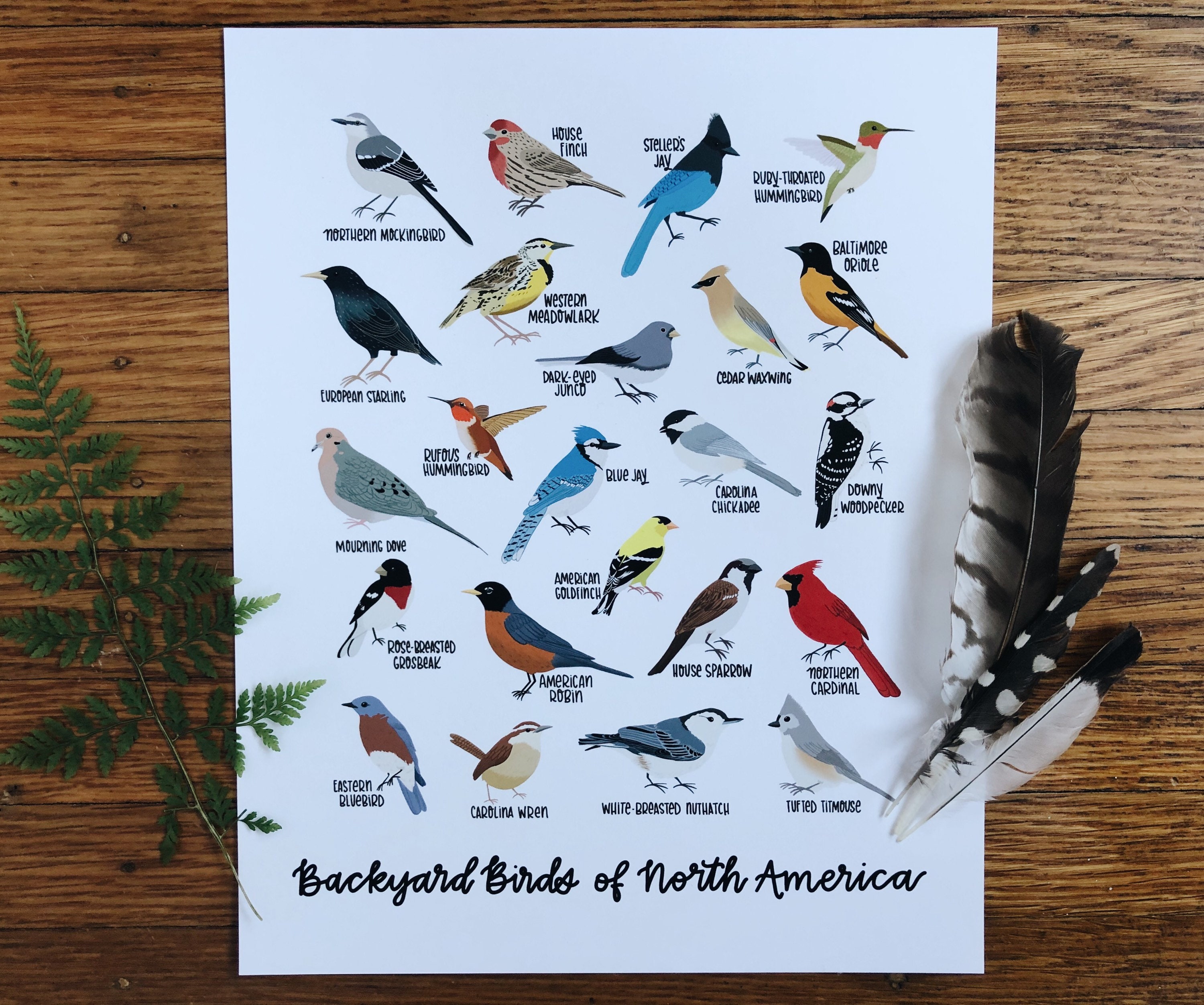 Backyard Birds of North America-illustration Print - Etsy Backyard Birds of North America-illustration Print - Etsy