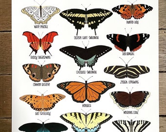 Butterflies of Florida -Illustration- Print