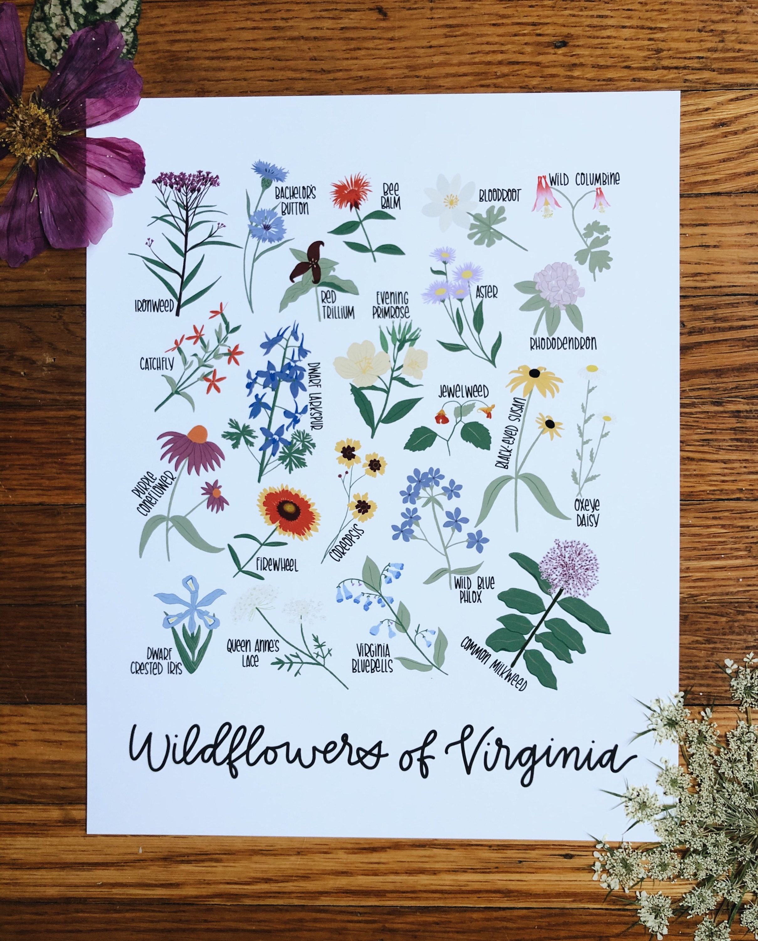 Wildflowers of Virginia Illustration- Print