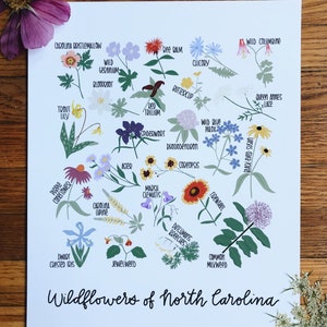 Wildflowers of North Carolina Illustration- Print