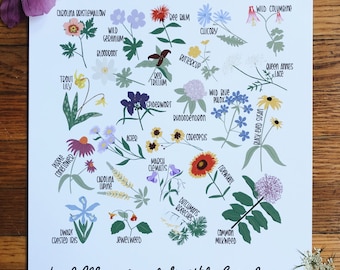 Wildflowers of North Carolina Illustration- Print