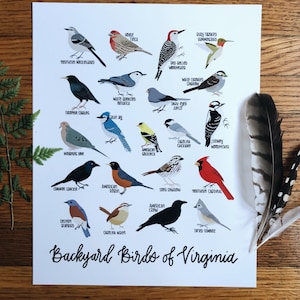 Backyard Birds of Virginia Illustration- Print