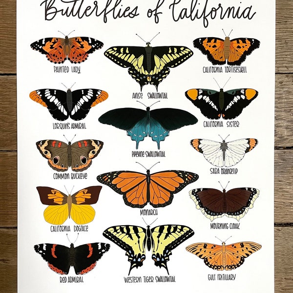 Butterflies of California -Illustration- Print