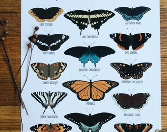 Butterflies of North America-Illustration- Print