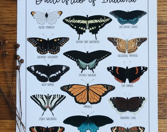 Butterflies of Indiana - Illustration- Print
