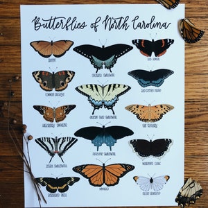 Butterflies of North Carolina-Illustration- Print