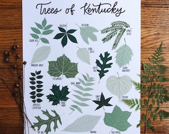 Trees of Kentucky-Illustration- Print