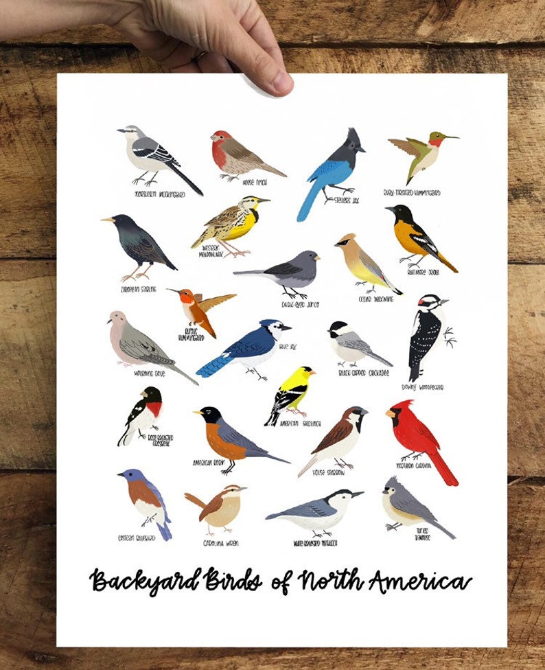 Backyard Birds Of North American Illustration Print Etsy