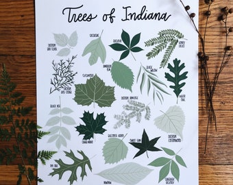 Trees of Indiana -Illustration- Print