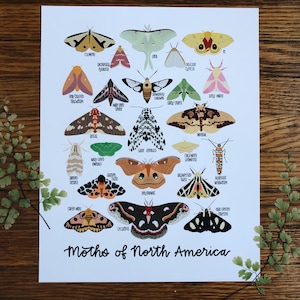 Moths of North American-Illustration- Print