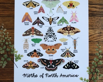 Moths of North American-Illustration- Print