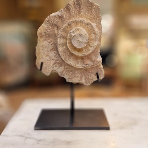 May include: A fossilized ammonite shell, showcasing a spiral pattern and natural beige tones. The ancient marine invertebrate is mounted on a black metal stand, displayed against a blurred background. The fossil is a unique decorative item.