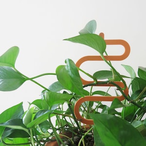 May include: A decorative orange metal plant support with a curved design, positioned amidst the lush green foliage of a potted plant. The support is designed to help the plant grow upwards. The plant has large, heart-shaped leaves.