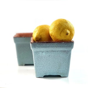 May include: Two yellow lemons in a light blue ceramic planter with a crackled glaze. The planter has a brown rim.