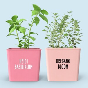 Peut inclure: Deux pots roses avec des plantes vertes. Le pot de gauche indique "HEIDI BASILIKLUM" et le pot de droite indique "OREGANO BLOOM".
