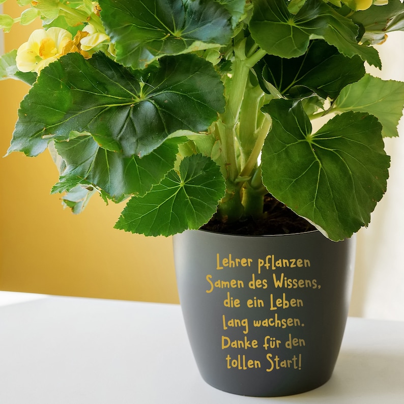May include: A black planter with a yellow inscription that reads "Lehrer pflanzen Samen des Wissens, die ein Leben lang wachsen. Danke f&uuml;r den tollen Start!" A green plant with yellow flowers is growing in the planter.
