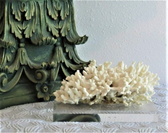 White Branching Coral on an Acrylic Pedestal for Coastal Home Décor Beach Home Coastal Art Beach Themed Decor Bling Home Decor