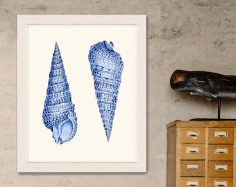 Shell wall art - Blue Shell Duo 1 - seashell art print sea shell print coastal wall art Beach House Decor beach house wall art Bathroom art