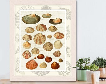 Sea shell print on Vintage Script - coastal home decor coastal bedroom art Beach House Decor beach house wall art coastal decor beach art