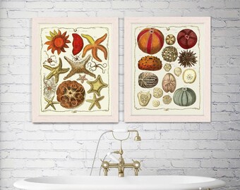 Starfish and sea urchin Prints, Set of 2 Nautical Print Beach Decor bathroom Decor Nautical Decor Beach House Decor Sea Urchin Picture