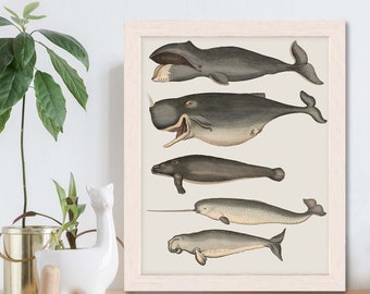 Whale poster - Five vintage whales and narwhal, Whale print Nautical print sea picture beach house decor wall decor marine painting nautical