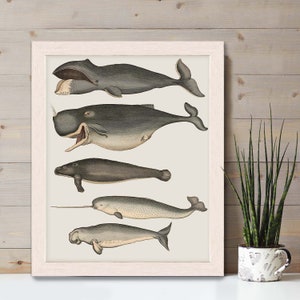 Whale poster Five vintage whales and narwhal, Whale print Nautical print sea picture beach house decor wall decor marine painting nautical image 8