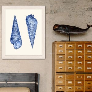 Shell wall art - Blue Shell Duo 1 - seashell art print sea shell print coastal wall art Beach House Decor beach house wall art Bathroom art
