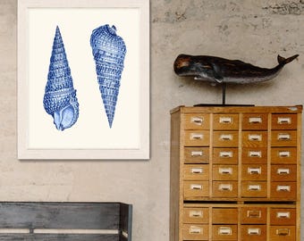 Shell wall art - Blue Shell Duo 1 - seashell art print sea shell print coastal wall art Beach House Decor beach house wall art Bathroom art