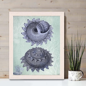 Blue Sea shell art print - Duo 2 - seashell art print seashell print Shell wall art Blue home decor Blue wall art coastal decor Beach House