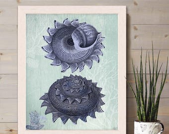 Blaue Muschel Art Print - Vintage Muschel Duo, Küstendekor