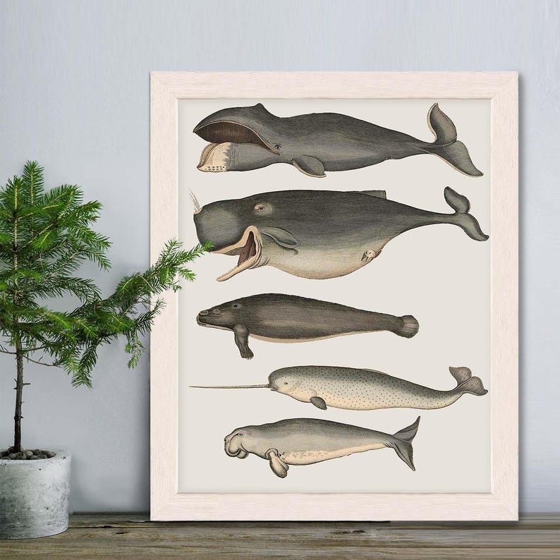 Whale poster - Five vintage whales and narwhal, Whale print Nautical print sea picture beach house decor wall decor marine painting nautical image 3