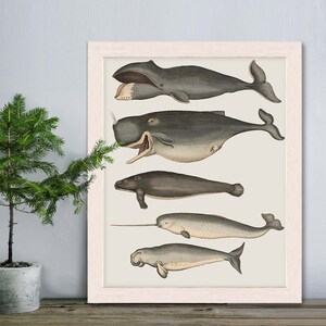 Whale poster Five vintage whales and narwhal, Whale print Nautical print sea picture beach house decor wall decor marine painting nautical image 3