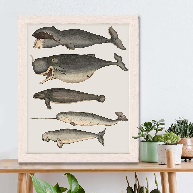 Whale poster - Five vintage whales and narwhal, Whale print Nautical print sea picture beach house decor wall decor marine painting nautical image 2