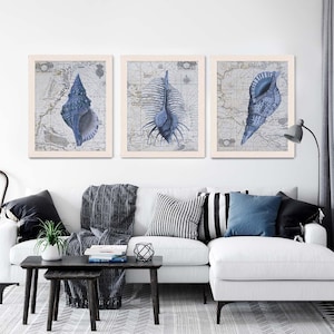 Nautical Art Prints Shell art SeaShell Collection Set of 3 - Shell prints nautical map nautical print Shell wall art coastal art beach house