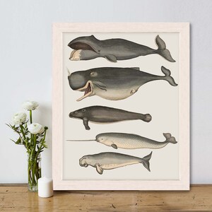 Whale poster Five vintage whales and narwhal, Whale print Nautical print sea picture beach house decor wall decor marine painting nautical image 10