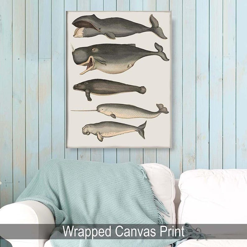 Whale poster - Five vintage whales and narwhal, Whale print Nautical print sea picture beach house decor wall decor marine painting nautical image 5