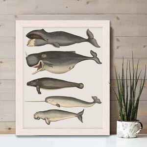 Whale poster - Five vintage whales and narwhal, Whale print Nautical print sea picture beach house decor wall decor marine painting nautical image 8