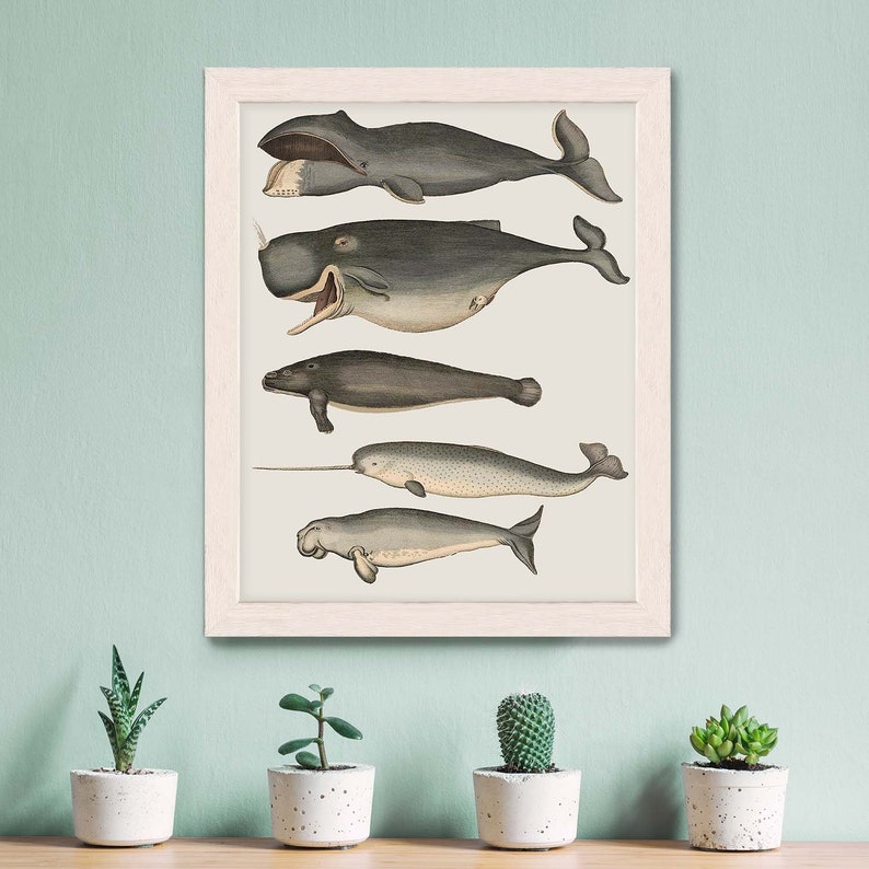 Whale poster Five vintage whales and narwhal, Whale print Nautical print sea picture beach house decor wall decor marine painting nautical image 9