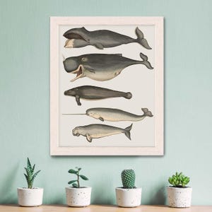 Whale poster - Five vintage whales and narwhal, Whale print Nautical print sea picture beach house decor wall decor marine painting nautical image 9