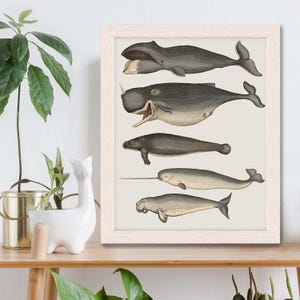 Whale poster - Five vintage whales and narwhal, Whale print Nautical print sea picture beach house decor wall decor marine painting nautical image 1