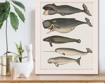 Whale poster - Five vintage whales and narwhal, Whale print Nautical print sea picture beach house decor wall decor marine painting nautical