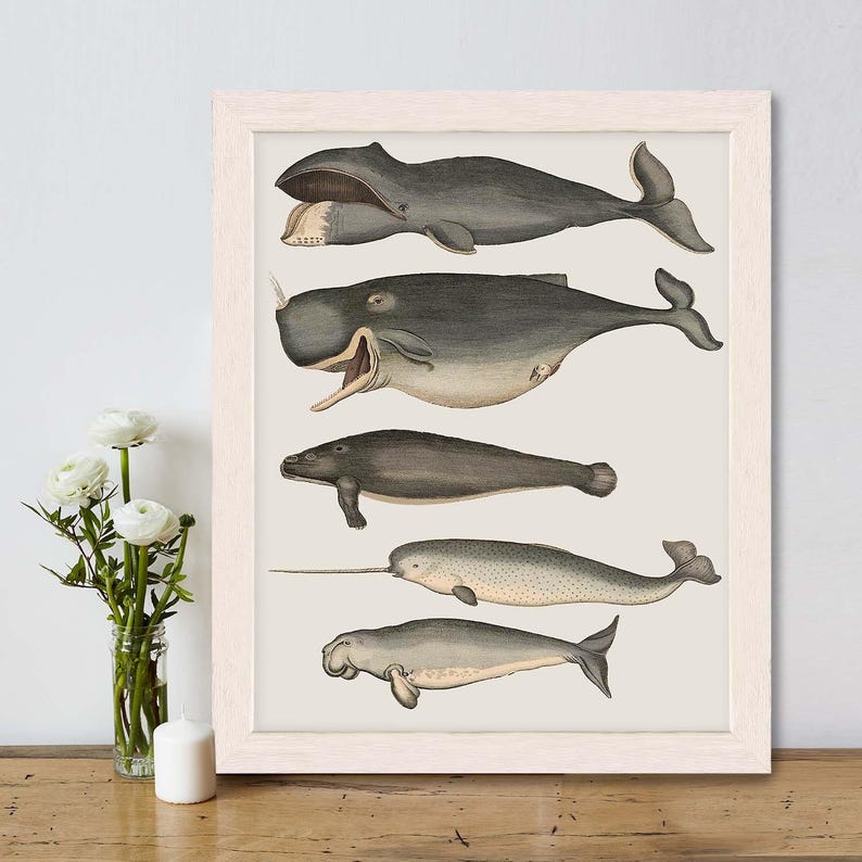 Whale poster - Five vintage whales and narwhal, Whale print Nautical print sea picture beach house decor wall decor marine painting nautical image 10