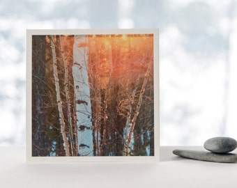 Birch Tree fine art photography print, nature photography, Northwest Territories, winter photograph, square print