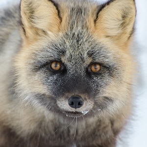 Fox portrait, 5x5 print, fine art photograph, wildlife photo, animal photo, wildlife photography, Canadian photo, fox eyes, wildlife closeup