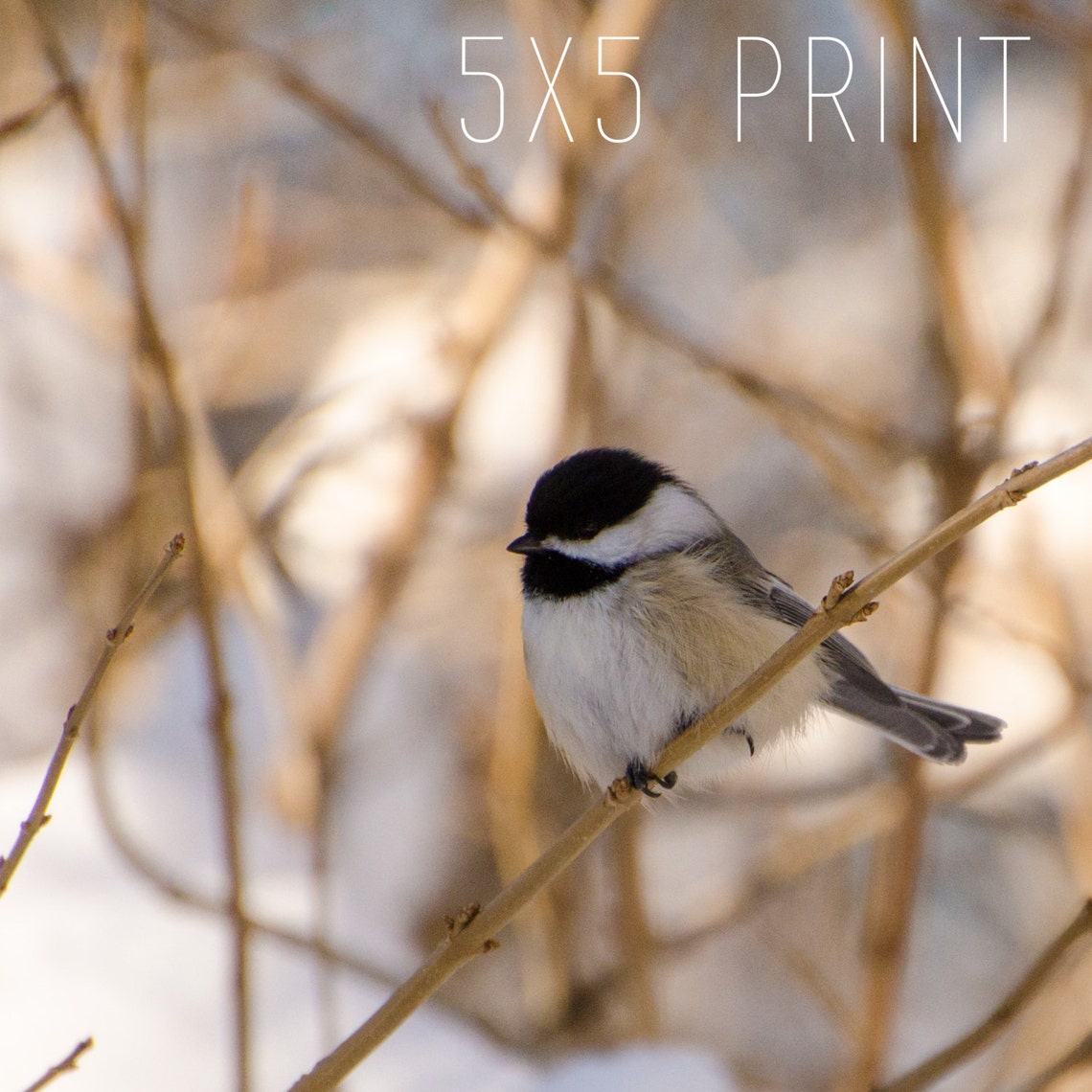 Black Capped Chickadee, Fine Art Photography Print, Nature Photography ...