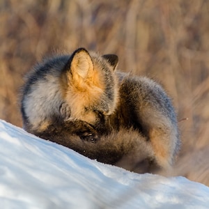 Sleeping fox, 5x5 print, fine art photograph, wildlife photo, animal photo, wildlife photography, Canadian photo, fox eyes, wildlife closeup