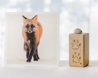 Cross Paw Cross Fox, fine art photography print, nature photograph, wildlife photography, Northwest Territories, square print, fox art