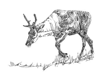 Wildlife drawing, unique animal illustration, caribou artwork, natural history, nursery wall art, reindeer art, black and white art