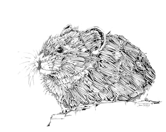 Pika drawing, mouse art, fine art illustration, animal drawing, woodland animals, reproduction of original drawing, folk art, nature art