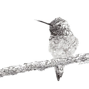 Hummingbird illustration, fine line artwork, black and white, hummingbird drawing, wildlife art, bird watching, bird artwork, nature drawing